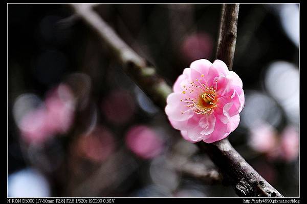 20140202北市中正紀念堂宮粉梅5