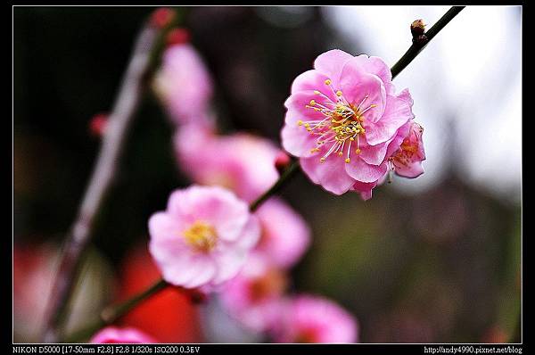 20140202北市中正紀念堂宮粉梅9