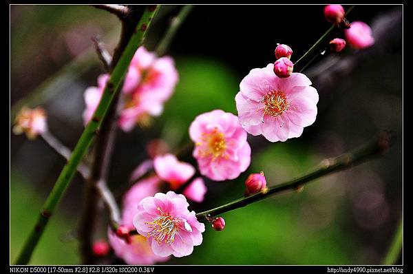 20140202北市中正紀念堂宮粉梅10