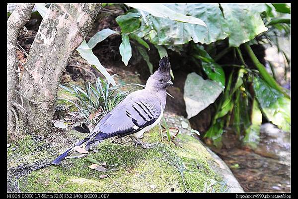 20140222新竹綠世界鳥園4