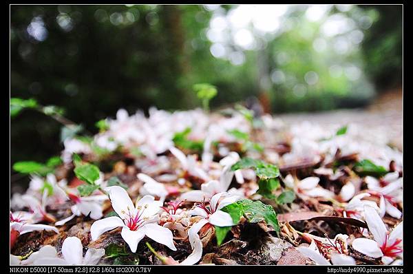 20140426三義桐花走廊5