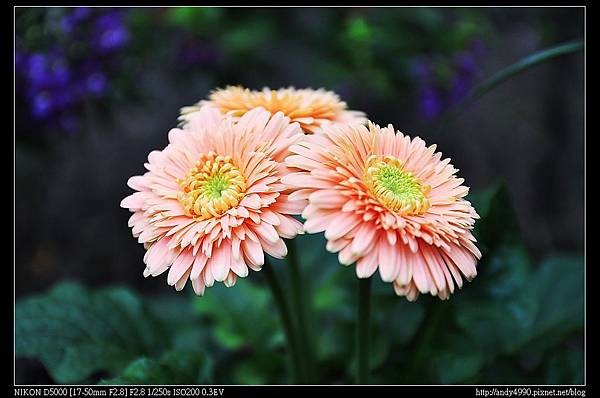 20140519社子花卉村花庭園藝19