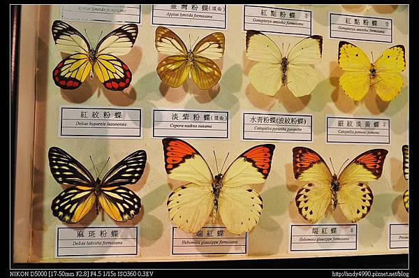 20140816大安森林公園蝴蝶展10