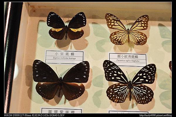 20140816大安森林公園蝴蝶展15