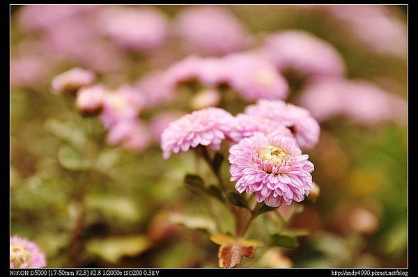 20141108銅鑼杭菊花海2