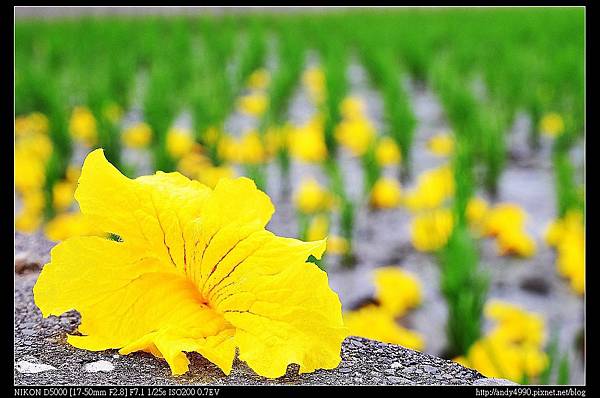 20150308芬園黃花風鈴木9