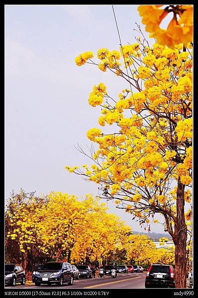 20150308芬園黃花風鈴木10