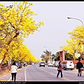 20150308芬園黃花風鈴木12