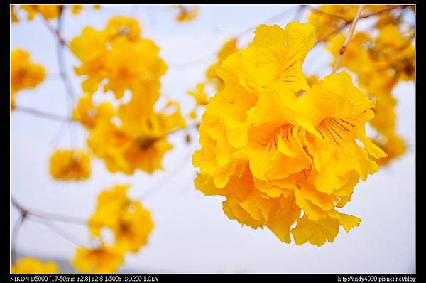 20150308芬園黃花風鈴木13