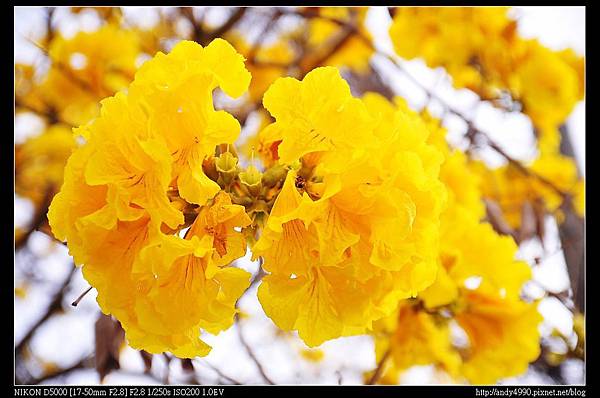 20150308芬園黃花風鈴木3