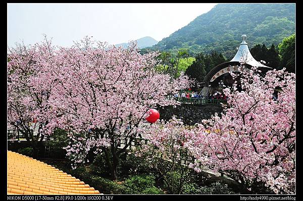 20150319天元宮賞櫻20