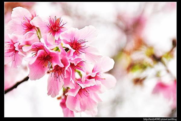 20160405三芝三生步道23