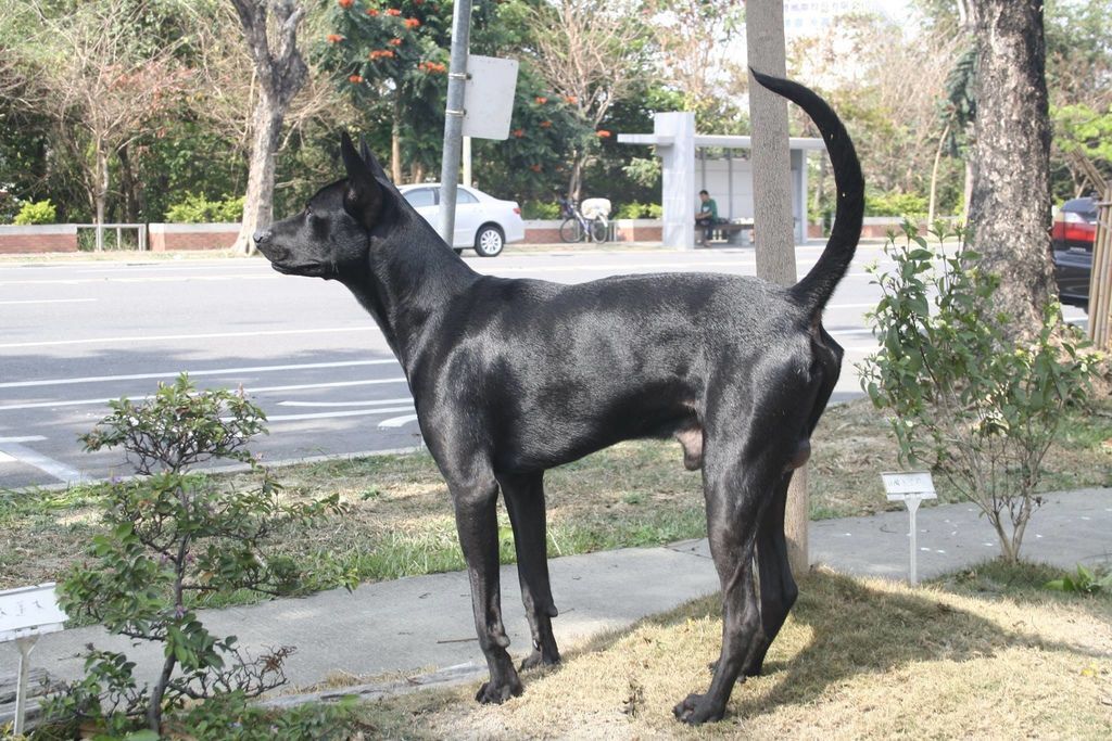 黑金光之台灣高砂犬帥氣照 安迪羊 生活日記大分享 痞客邦