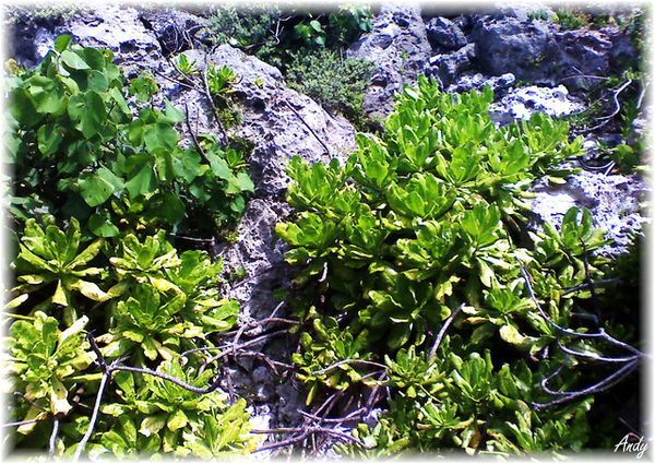 2010/07/02 墾丁行 鵝鑾鼻國家公園