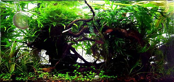 45cm陰草24-3(1).JPG 45cm陰草24-3(1).JPG