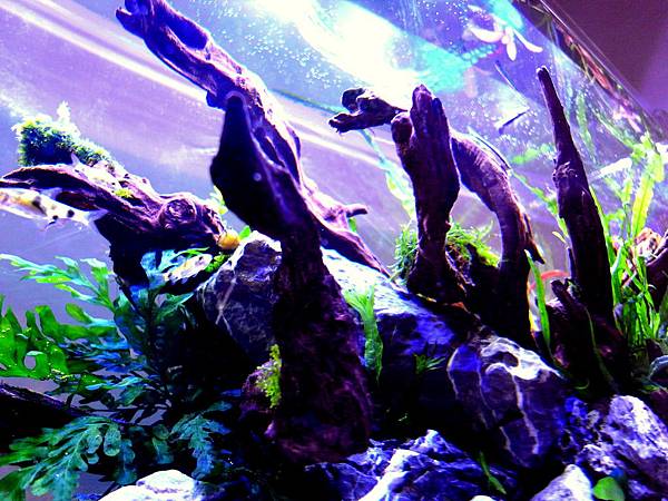 45cm陰草25-5(1).JPG 45cm陰草25-5(1).JPG