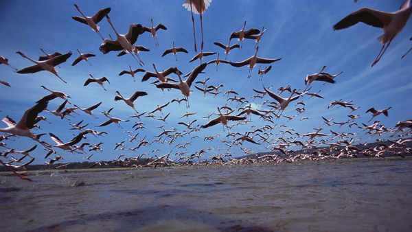 the-crimson-wing-mystery-of-the-flamingos-original4.jpg