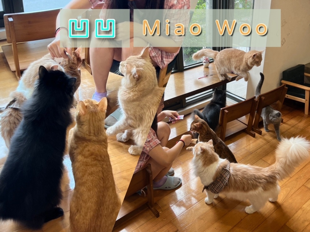 【台中西區】•凹凹Miao Woo•超療癒貓咪互動咖啡廳•下