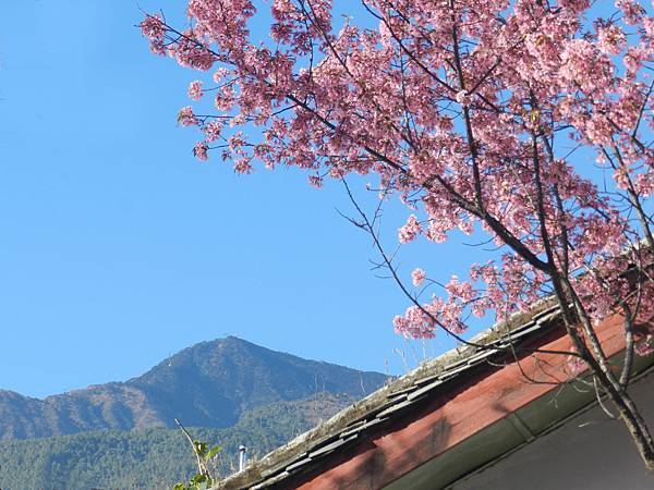 蒼山為背景盛開的櫻花.jpg