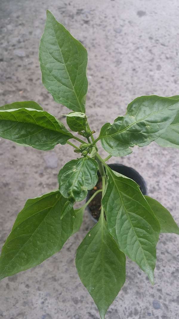 植物醫生館 青椒 甜椒 辣椒 糯米椒心葉葉子向上捲曲皺皺 Andy Teng植物診斷工作日誌 痞客邦 植物醫生館 青椒 甜椒 辣椒 糯米椒心葉葉子向上捲曲皺皺 Andy Teng植物診斷工作日誌 痞客邦