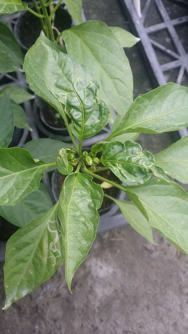 植物醫生館 青椒 甜椒 辣椒 糯米椒心葉葉子向上捲曲皺皺 Andy Teng植物診斷工作日誌 痞客邦 植物醫生館 青椒 甜椒 辣椒 糯米椒心葉葉子向上捲曲皺皺 Andy Teng植物診斷工作日誌 痞客邦