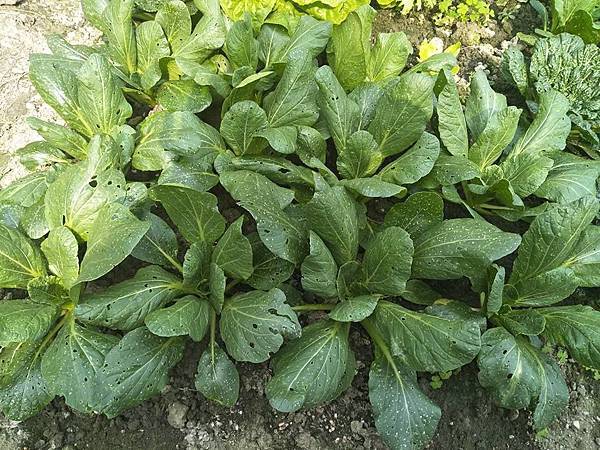 小松菜密密麻麻的蟲孔 黃條葉蚤跳仔油菜小白菜芥菜 Andy Teng植物診斷工作日誌 痞客邦 小松菜密密麻麻的蟲孔 黃條葉蚤跳仔油菜小白菜芥菜 Andy Teng植物診斷工作日誌 痞客邦