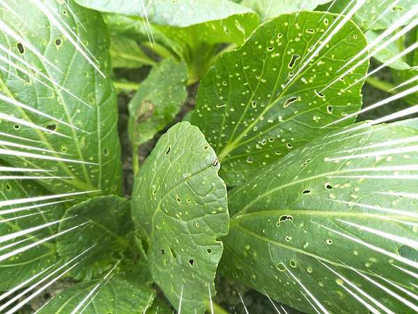 小松菜密密麻麻的蟲孔 黃條葉蚤跳仔油菜小白菜芥菜 Andy Teng植物診斷工作日誌 痞客邦