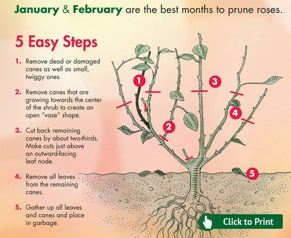 rose pruning2