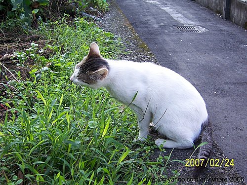 內灣的貓