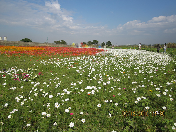 白,紅菊花.JPG