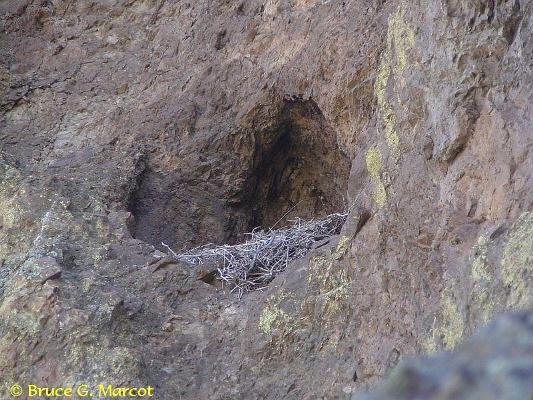 Eagle's Nest on the Rock