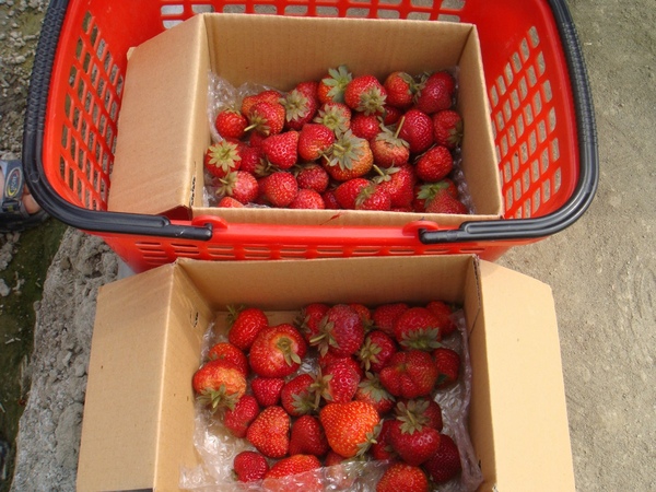 草莓3.JPG