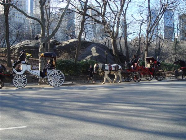 中央公園有很多馬車.JPG