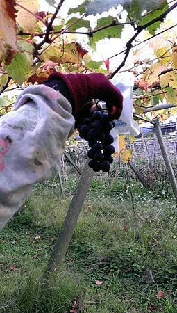 IMG_0611.JPG IMG_0611.JPG