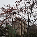 20140309_153456_永華十街.jpg