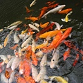DSCN5017.JPG
