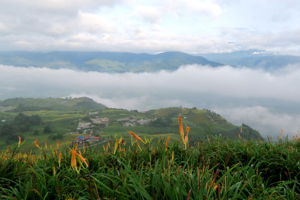 六十石山 金針花 (33).jpg