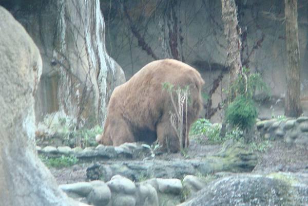 屁股一直對著我們的大棕熊
