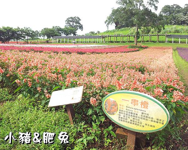 桃園縣．大溪鎮【花海農場】18