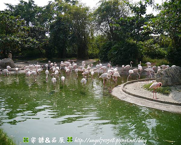 臺南市．學甲區【頑皮世界野生動物園】03.jpg