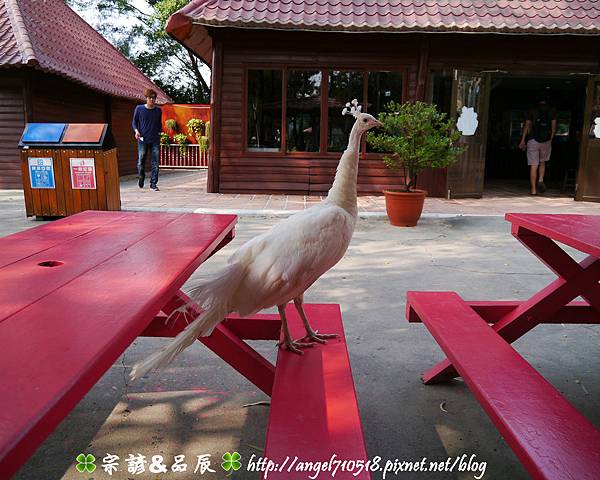 臺南市．學甲區【頑皮世界野生動物園】10.jpg