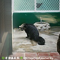 臺南市．學甲區【頑皮世界野生動物園】13.jpg