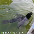 臺南市．學甲區【頑皮世界野生動物園】36.jpg