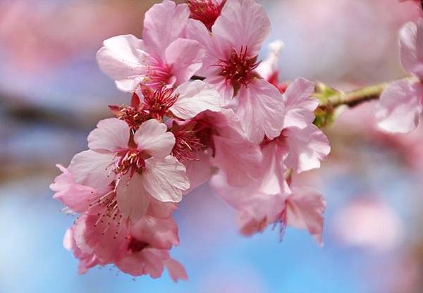 19高雄寶山二集團 櫻綻花開滿桃源 寶來溫泉花賞公園泡湯趣 玫瑰人生 痞客邦