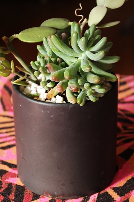 IMG_0046.JPG IMG_0046.JPG