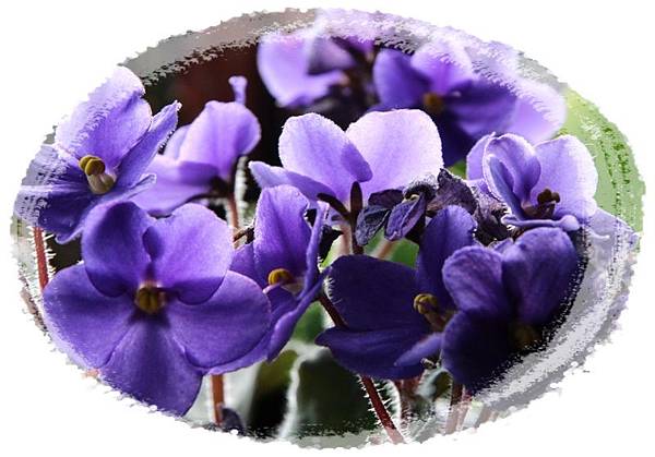 IMG_9996.JPG IMG_9996.JPG