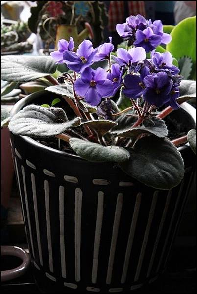 IMG_9997.JPG IMG_9997.JPG