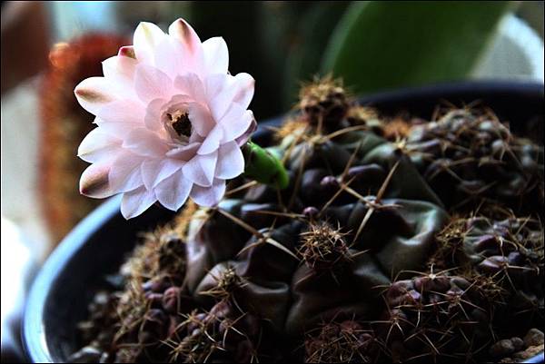 IMG_0890.JPG IMG_0890.JPG