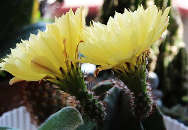 IMG_0893.JPG IMG_0893.JPG