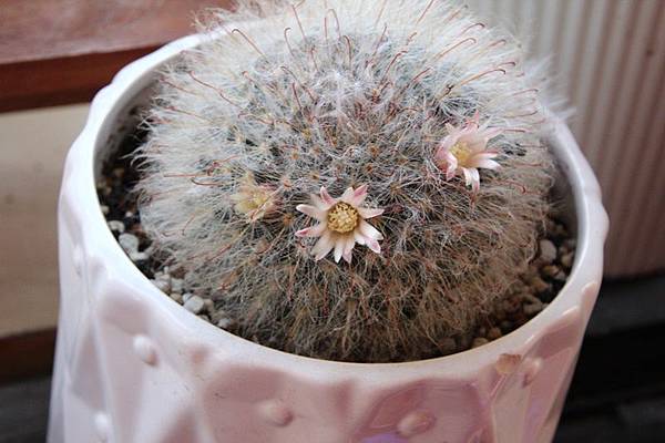 IMG_0911.JPG IMG_0911.JPG